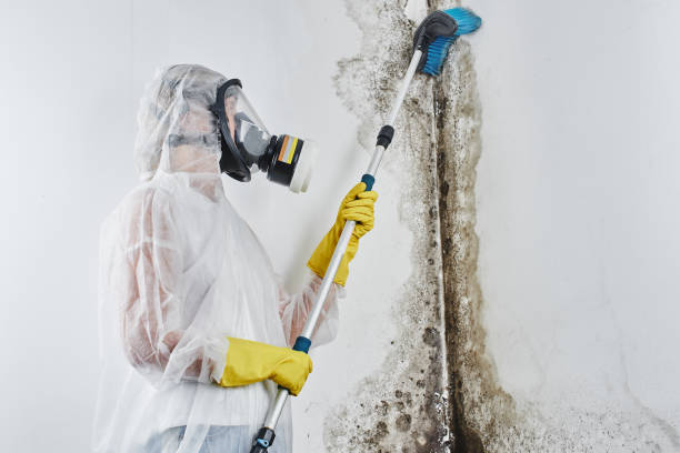 Best Health and Safety Mold Remediation in Allyn, WA