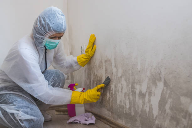 Allyn, WA Mold Remediation Company