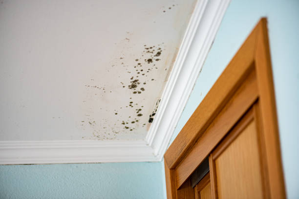 Best Mold Remediation for Schools in Allyn, WA