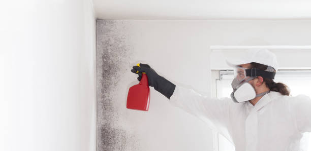 Best Commercial Mold Remediation in Allyn, WA