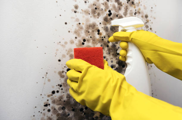 Best Mold Remediation for Schools in Allyn, WA