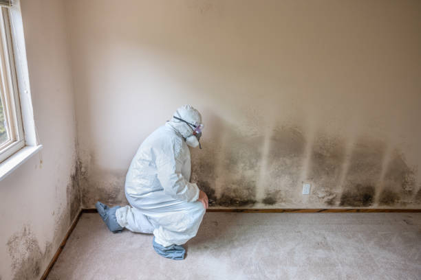 Best DIY Mold Remediation Support Services in Allyn, WA