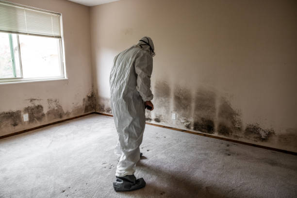 Best Insurance-Related Mold Remediation in Allyn, WA